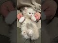 【踊ってみた】子猫がSWEET STEADY踊ってみた #sweetstedy #SWEETSTEP#踊ってみた #catshorts #ミヌエット