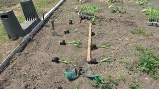 Michael`s plot and home garden   Wednesday 27th May 2026