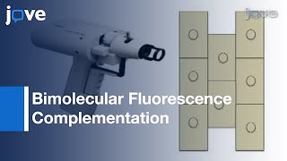BiFC Assay For Protein-Protein Interaction: Onion Cells Using Helios Gene Gun l Protocol Preview