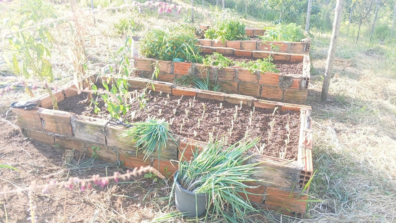 Organizando minha horta 