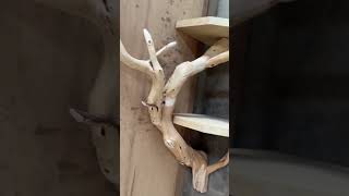 Floating corner bookshelf tree branch driftwood wall shelf