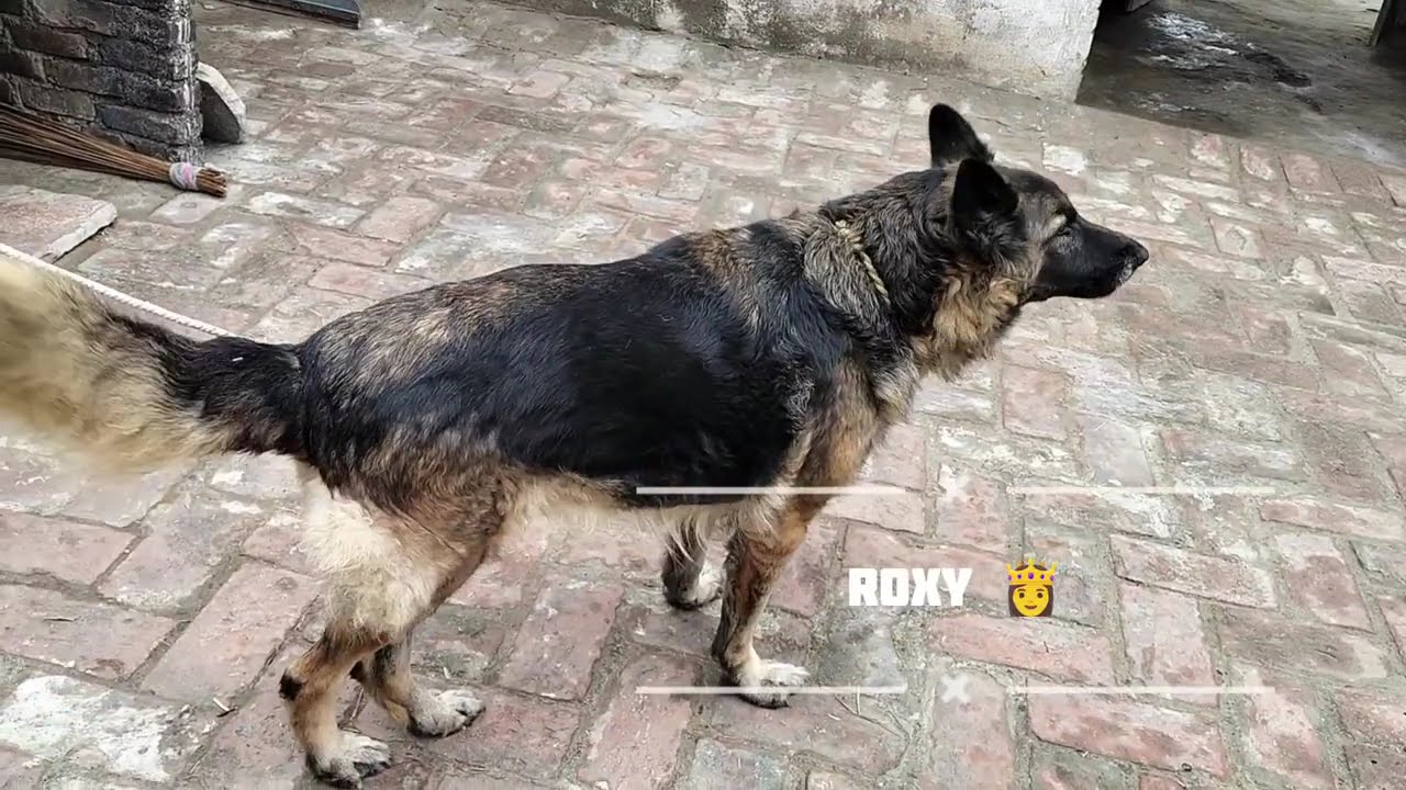 German shepherd female long coat pregnant dog 