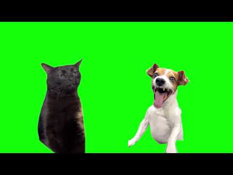 Green Screen Laughing Dog With Black Cat Zoning Out Meme