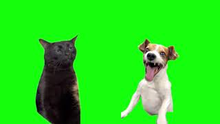 Green Screen Laughing Dog With Black Cat Zoning Out Meme
