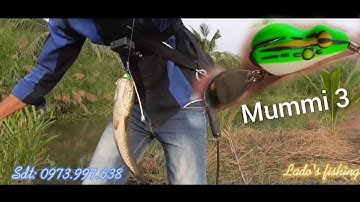 Test MỒI câu LURE cá lóc mummi3 | Nhái hơi Thái Lan | Lado