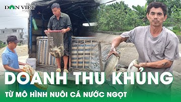 Mô hình nuôi cá nước ngọt thu về gần 4 tỷ đồng của người dân Ninh Bình | Báo điện tử Dân Việt