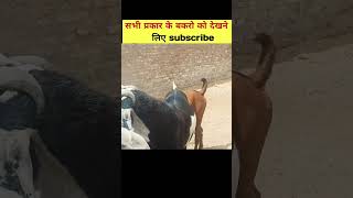 qurbani ka bakra. goatlovers farmgoat cow goatlife goatfarming bakramandi fact goatfarm