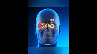 Anatomy Of Ethmoidal Sinuses Module 1