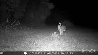 Six Pointer Patrol