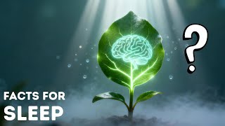 Do Plants Have Brains? | Science Facts For Deep Sleep