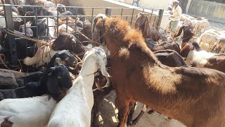 Deonar Bakra Mandi | Zabardast Bakre Aaye