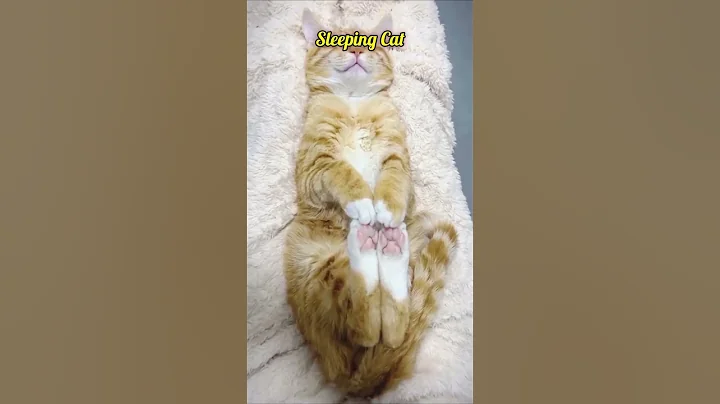 Video 11006931: funny cat sleeping