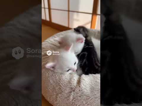 子猫の声に反応する母猫が尊い/When a Kitten Calls, Mom Comes Running #kitten #子ネコ #kittenshorts