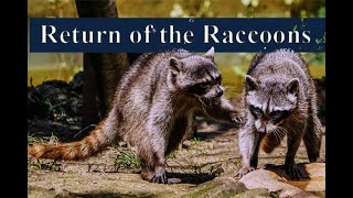 Raccoons Returned to My Attic Again. See How I Fixed this Problem