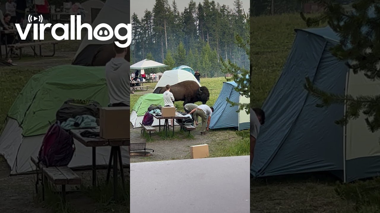 Tourists Set Up Tent Way Too Close to Bison || ViralHog