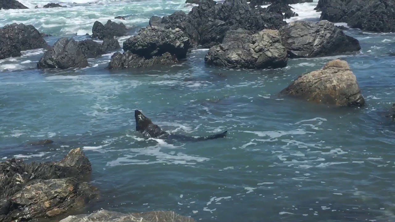 Red Rocks Seals Seals at Red Rocks in Wellington New Zealand. - YouTube