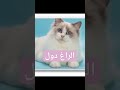 قط الراغدول 