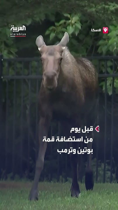  --         
 - نشر قبل 26 دقيقة