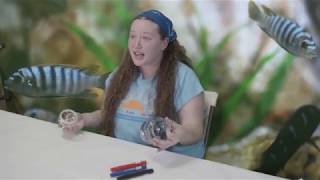 Week 2- Camp-In-A-Box- Under the Sea Jar