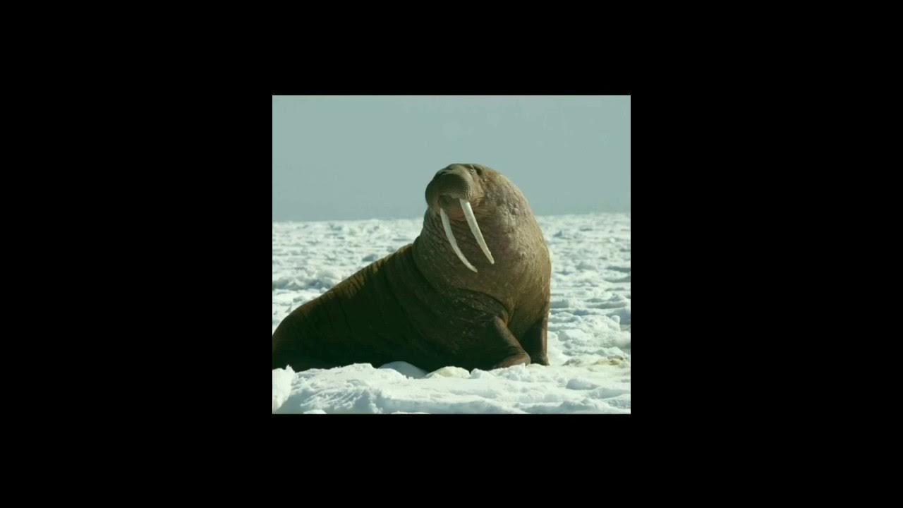 Poem The Walrus and the Carpenter by Lewis Carroll YouTube