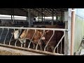 Beef finishing masterclass 10 years of change at lisbeg farms
