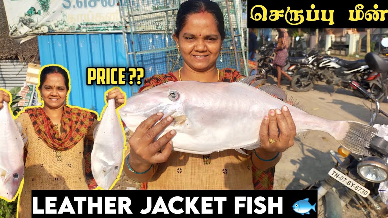 LEATHER JACKET FISH SERUPU MEEN Cutting Cleaning LEATHER JACKET FISH SERUPU MEEN Cutting Cleaning