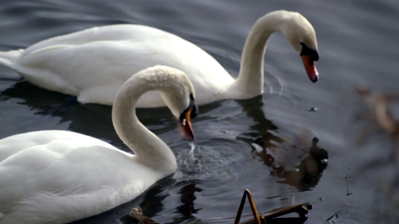 Hurcott Woods Kidderminster - Filmed 5/2/2020