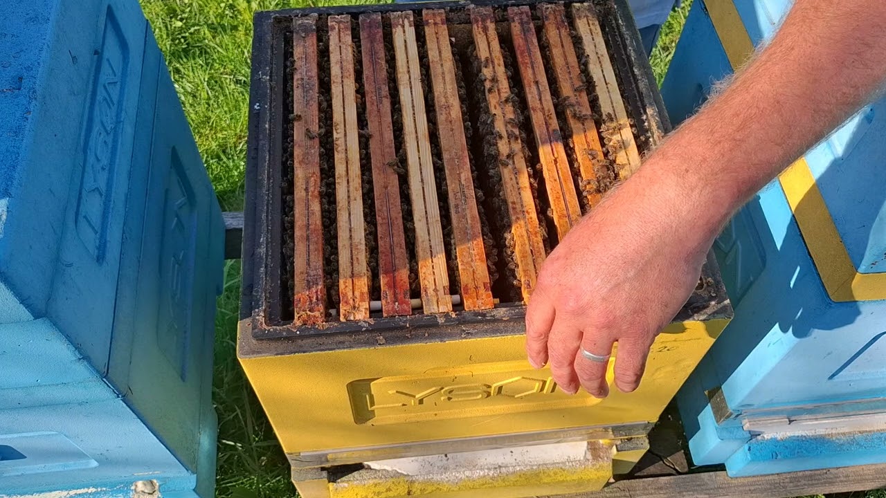 26.04.2025 Sprzedaż - zakup rodzin pszczelich. Na co zwrócić uwagę?