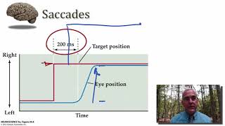Eye Movements part 2 Chapter 21 Lecture Part 2 The Eye Movement System