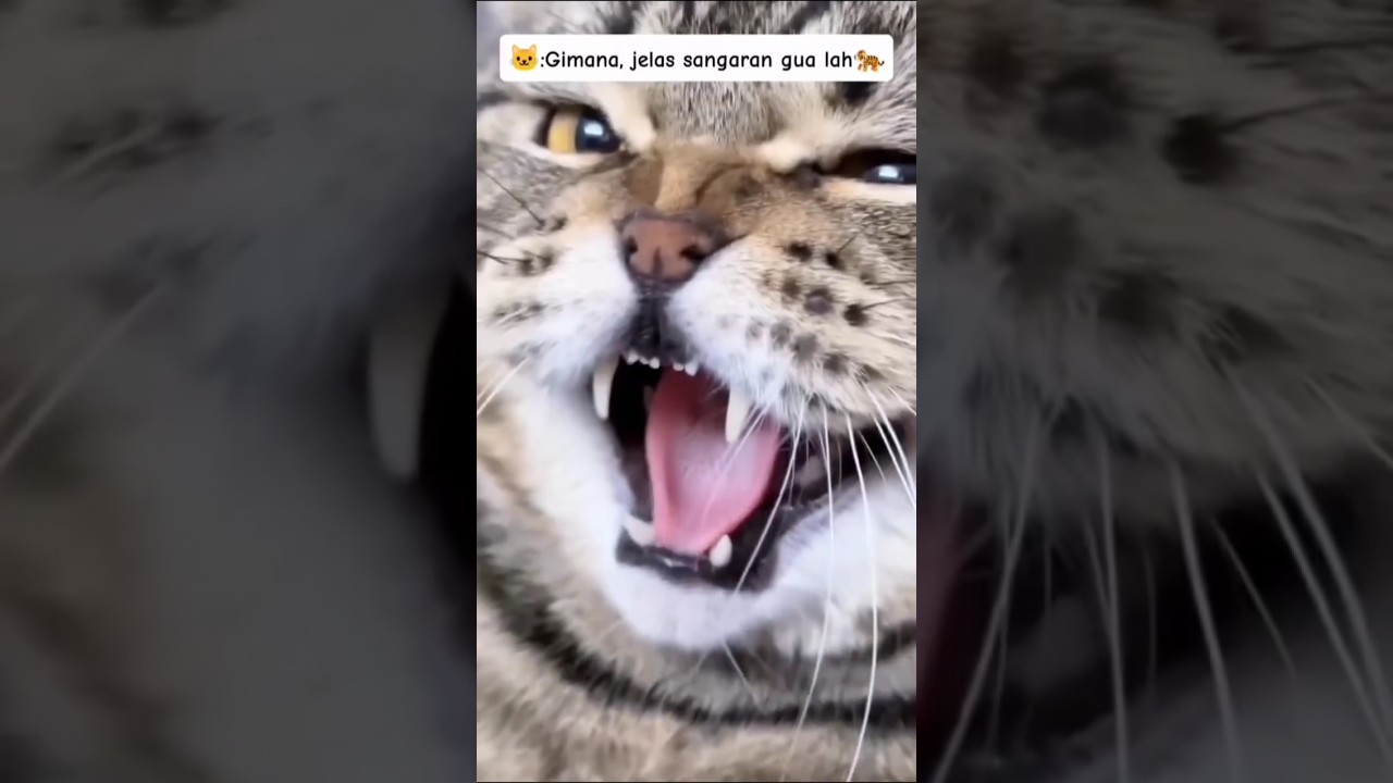 #kucinganggoralucudanimut #cat #shortvideo