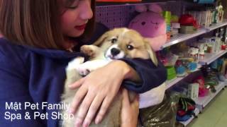 Bán đàn Corgi mông to chân ngắn ... siêu siêu cute^^  Mật Pet Family