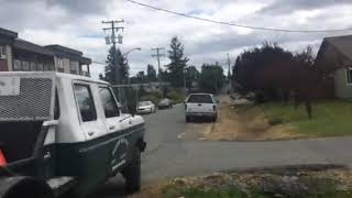 How not to prune an oak tree part two in full foliage