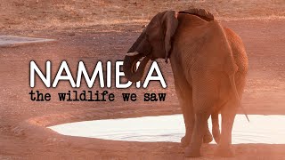 Namibia Wildlife | All Animals We Saw in Etosha &amp; On Our Road Trip