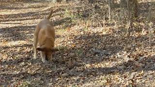 Ginger playing with a stick in the leaves at Wise Co. Park by Maria Moberg 83 views 5 months ago 46 seconds