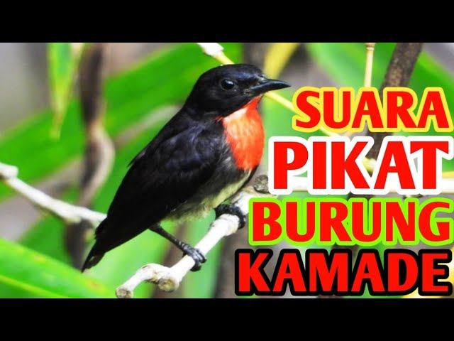 🔴SUARA PIKAT BURUNG KAMADE || BARA API class=