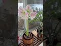 Pretty Amaryllis #flower #indoorplants #flowers #amaryllis #home #shorts #shortsfeed #subscribe