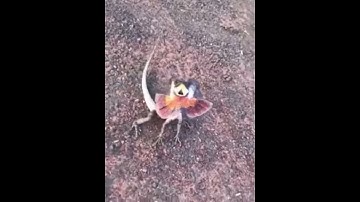 Aussie playing tag with a dinosaur