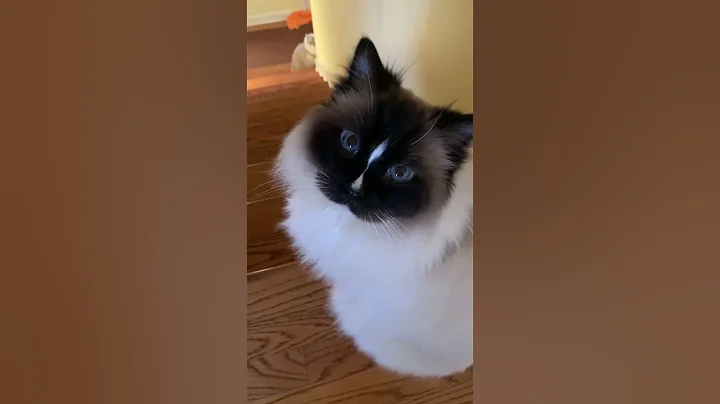 My 13-year-old Ragdoll cats headed for their raw food breakfast ❤️ #shorts - DayDayNews