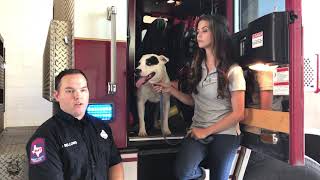 Pet Fire Safety Tips with SAFD