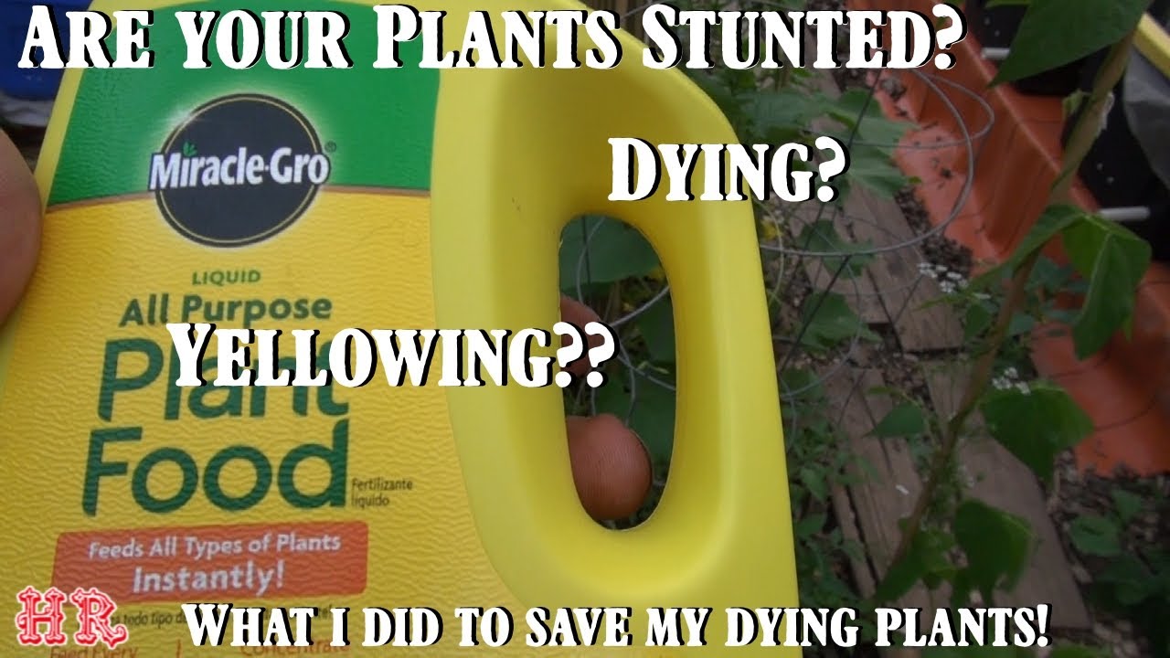 Я почти потерял все в теплице и вот почему! #ferts