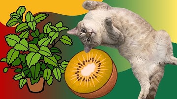 Your Cat’s 3 Favorite Plants: Catnip, Silver Vine, And Valerian Root