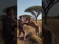 I tried fighting a lion ライオンと戦ってみた #animals #lion #shorts #funny