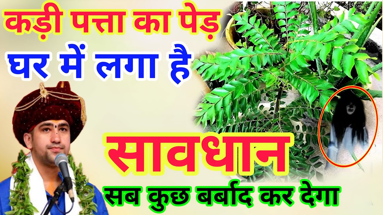 करी पत्ता का पेड़ घर पर लगा है तो सावधान? पूरा घर कंगाल हो जाएगा जल्दी ...
