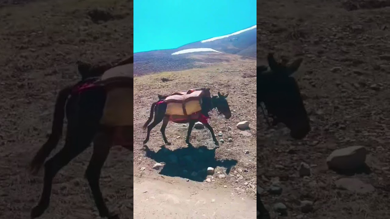 migration to mountain 