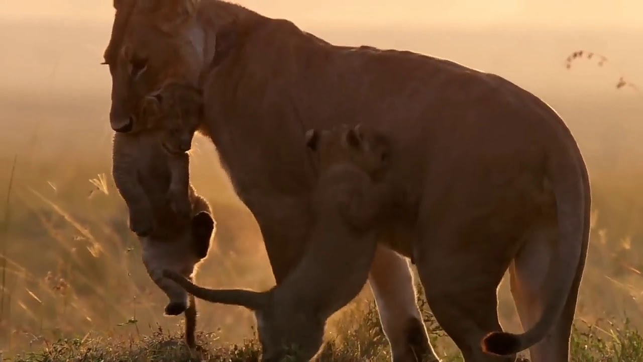 Desanthiri  nature cover|Gypsy|Desaandhiri|siddharath|santhoshnarayanan|ssaregama music