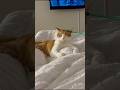 Orange but loved #catsoftiktok #suncats #funnycat #funny #fy #funnypet #cute #catvideos #pets