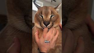 Caracal The Wild Cat That Doesnt Meow