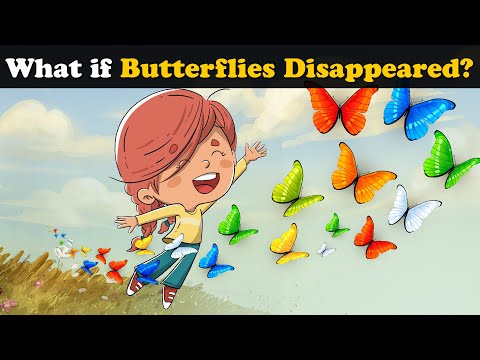 Video: Where Do The Butterflies Disappear