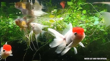 NUÔI CÁ BA ĐUÔI, CÁ ÔNG TIÊN