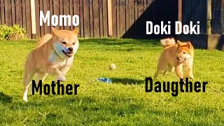 Momo Meeting Her Puppy Doki Doki After 2 Months by Momo The Shiba 141 views 11 months ago 1 minute, 52 seconds